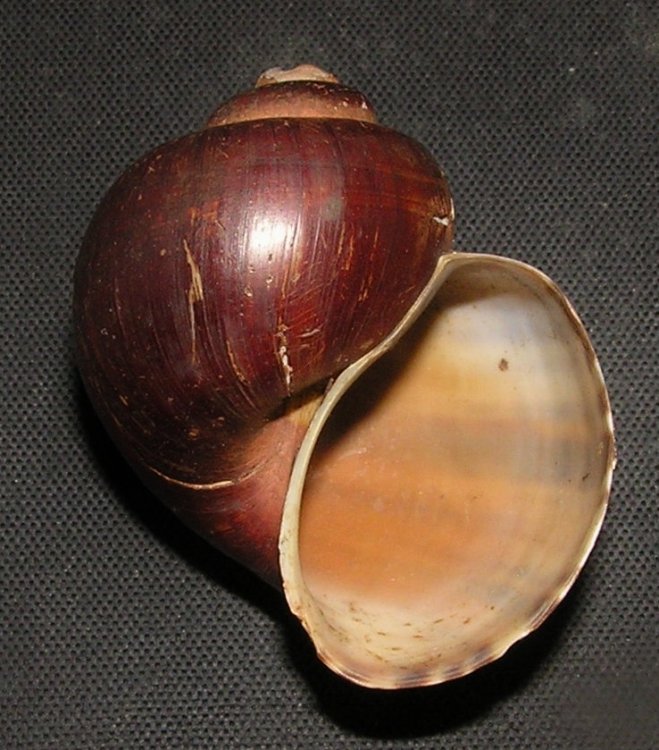 Pomacea fasciata