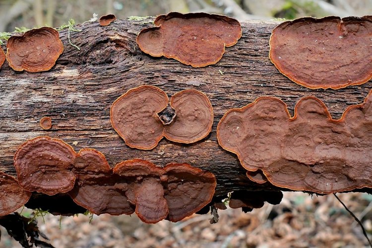 Hymenochaete rubiginosa - kožovka rezavá