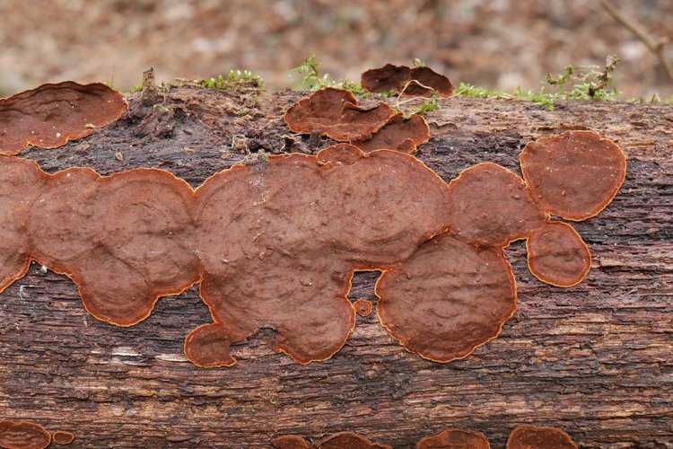 Hymenochaete rubiginosa - kožovka rezavá