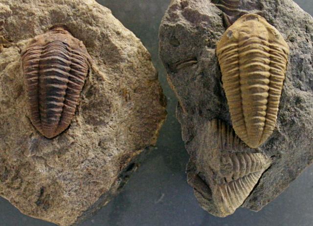Calymenella parvula