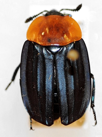 Necrophila cyaniventris