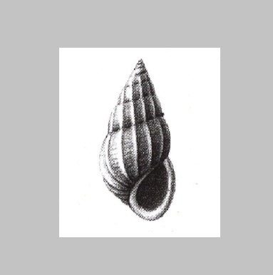 Epitonium continens