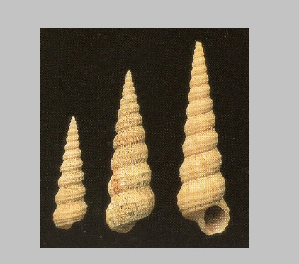 Eglisia tricarinata