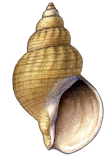 Buccinum fragile