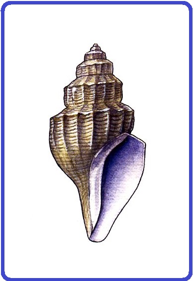 Propebela assimilis