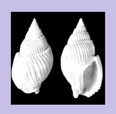 Nassarius siquijorensis