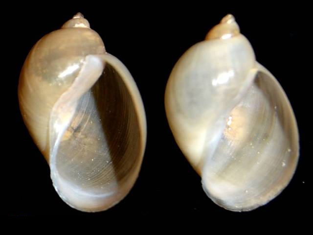 Radix balthica