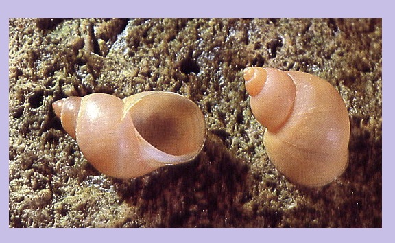 Lacuna vincta