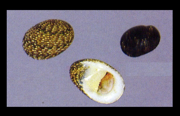 Nerita insculpta