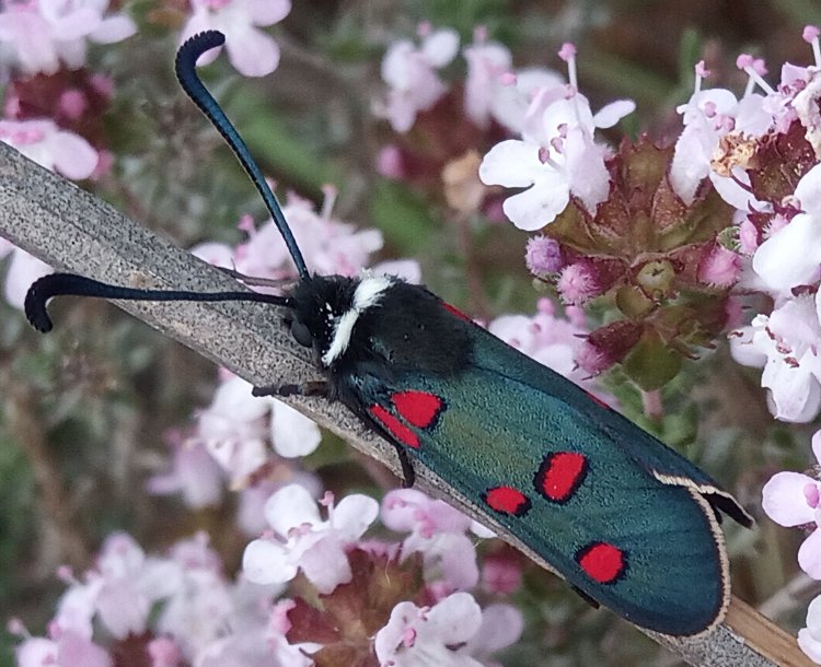 Zygaena lavandulae
