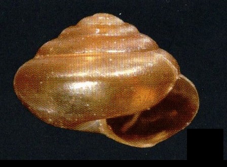 Euconulus fulvus - Brown Hive