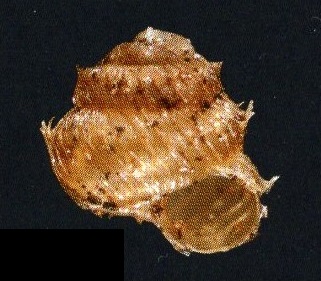 Acanthinula aculeata