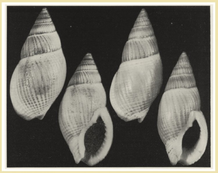 Nassarius foveolatus