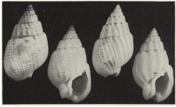 Nassarius niveus
