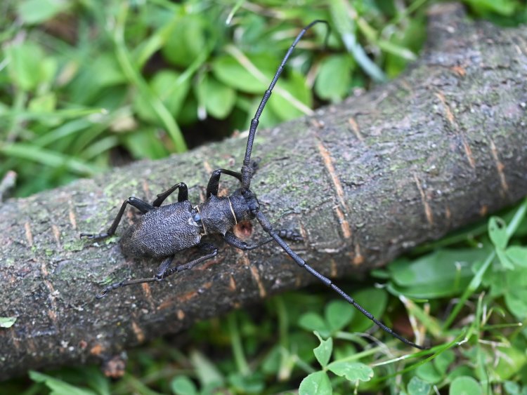 Morimus asper