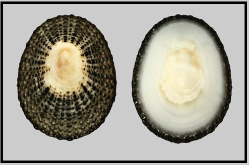 Scutellastra miliaris