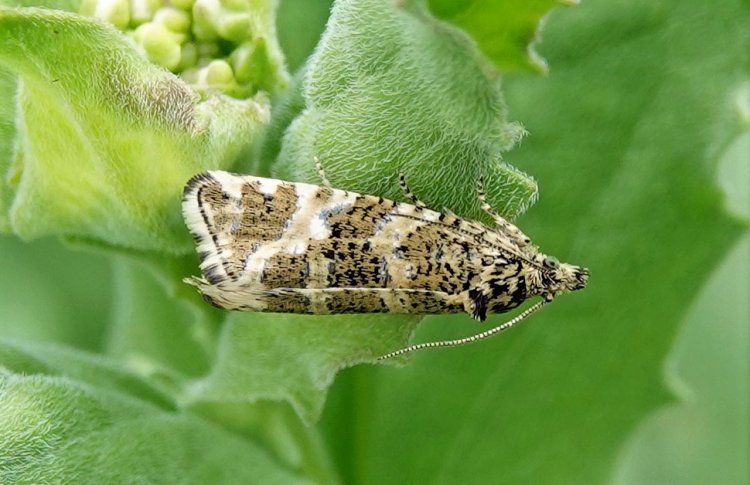Phiaris palustrana