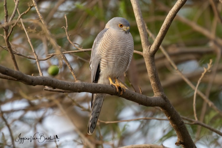 Accipiter badius sphenurus - krahujec šikra