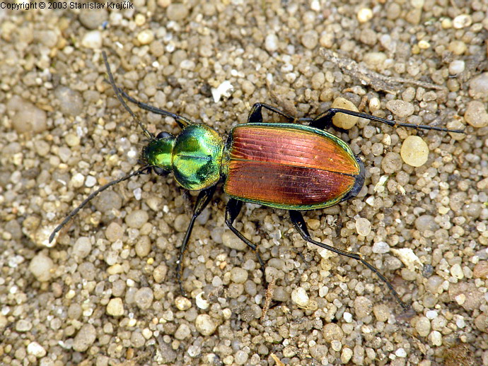 Agonum sexpunctatum - střevlíček šestitečný