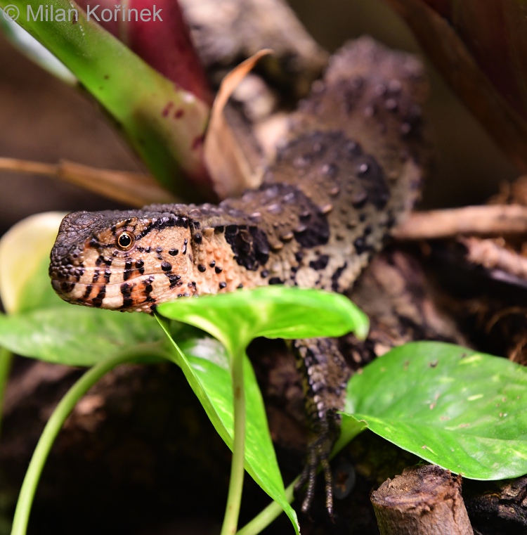 Shinisaurus crocodilurus - krokodýlovec čínský