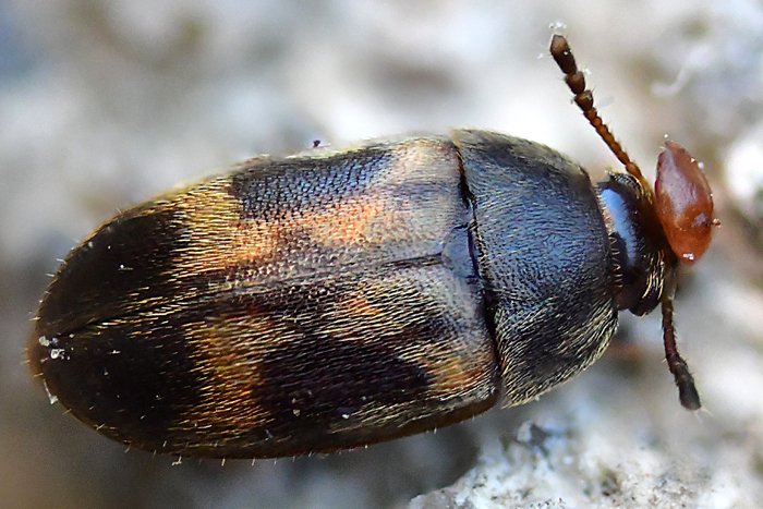 Litargus balteatus