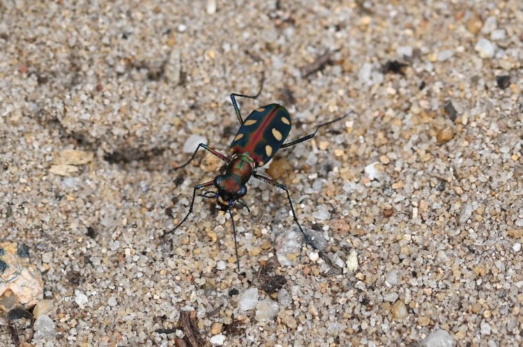 Cicindela aurulenta flavomaculata