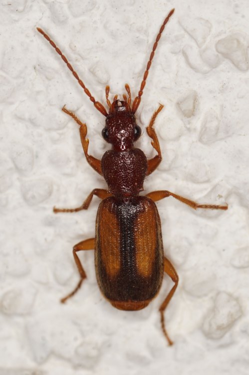 Polistichus connexus