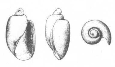 Diaphana makarovi