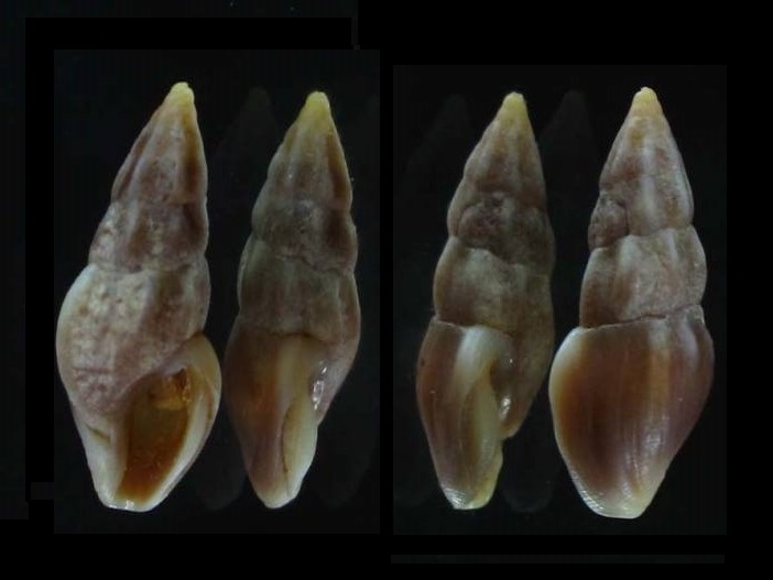 Propebela rufa