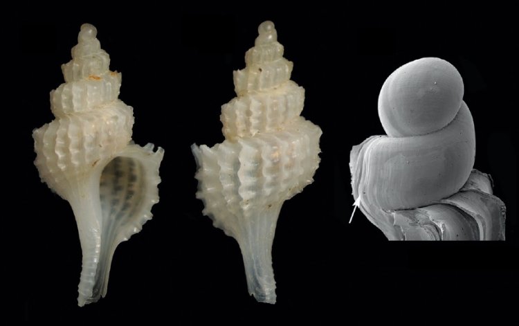 Trophonopsis barvicensis