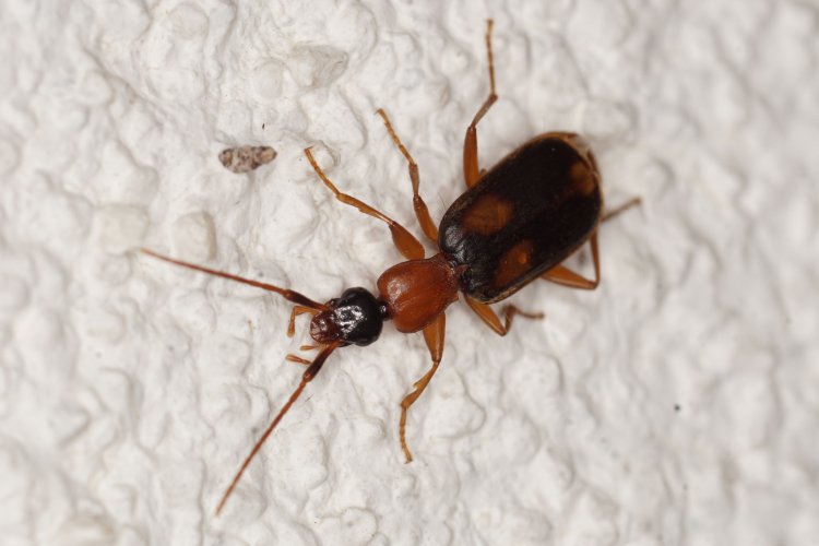 Zuphium olens