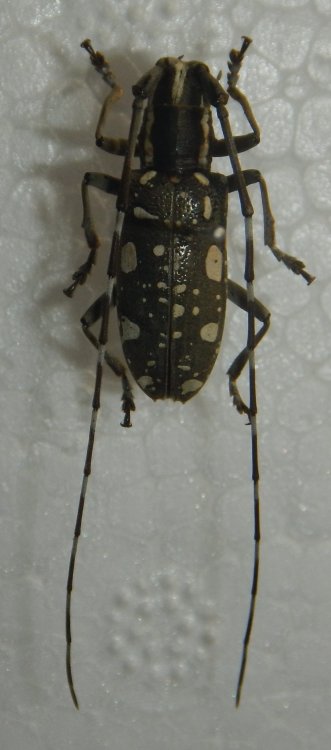 Psacothea hilaris ishigakiana