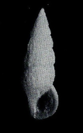 Cerithium placidum
