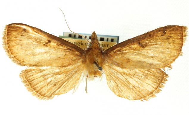 Omphisa fuscidentalis