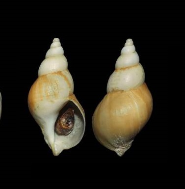 Buccinum finmarchianum