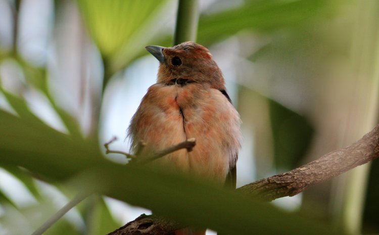 Piranga olivacea - Scarlet Tanager