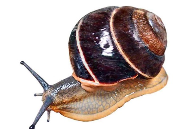 Bertia cambojiensis - trochomorfa kambodžská