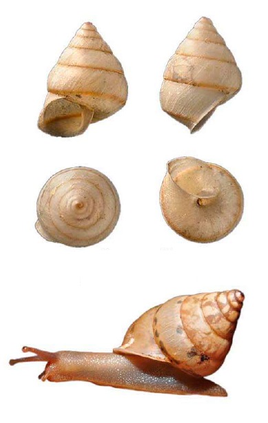 Ganesella rhombostoma