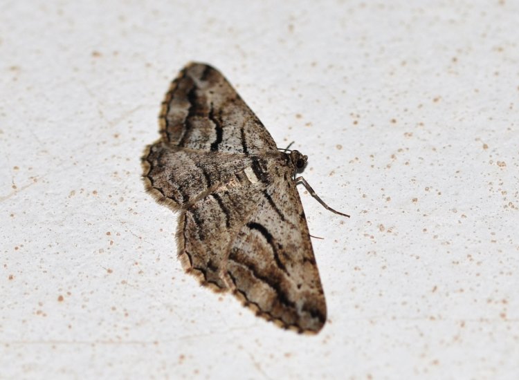 Peribatodes correptaria