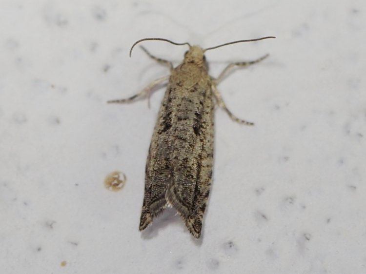 Epinotia granitana