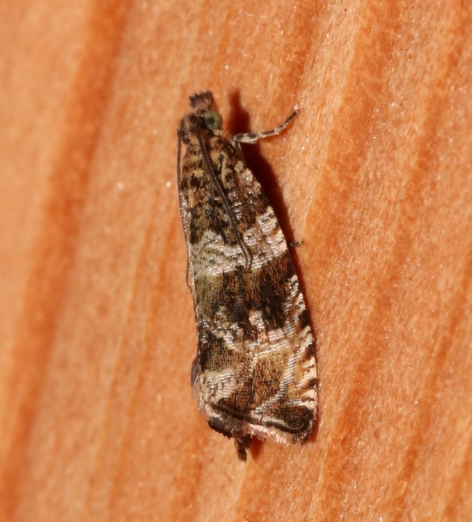 Celypha flavipalpana