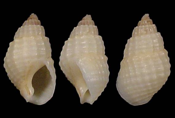 Tritia frigens