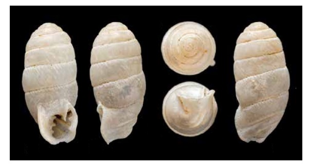 Ptychotrema ringicula
