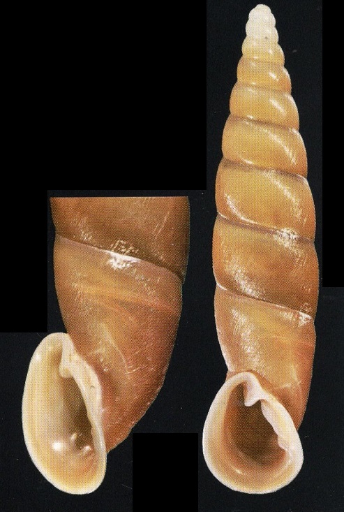 Loosjesia cambojensis