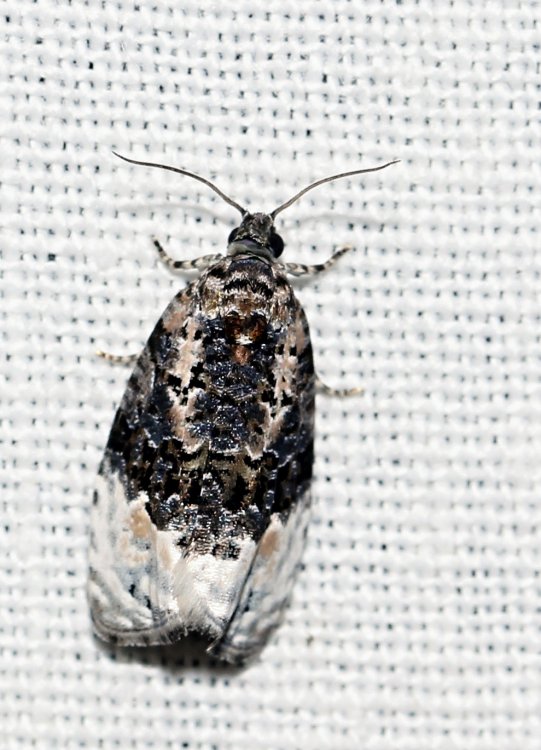 Apotomis betuletana - obaleč březinový