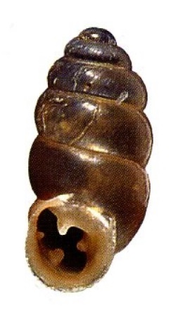 Pupilla tetrodus