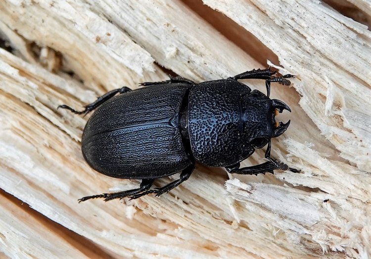 Aegus chelifer