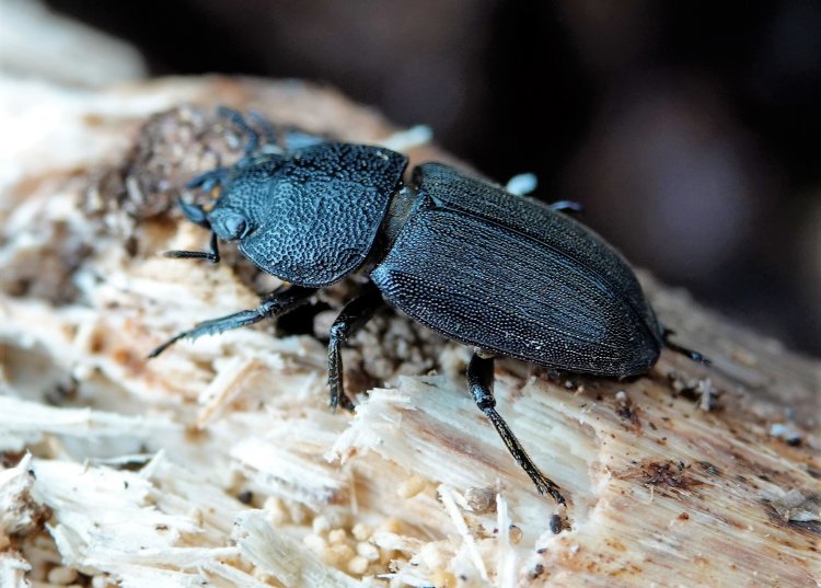 Aegus chelifer