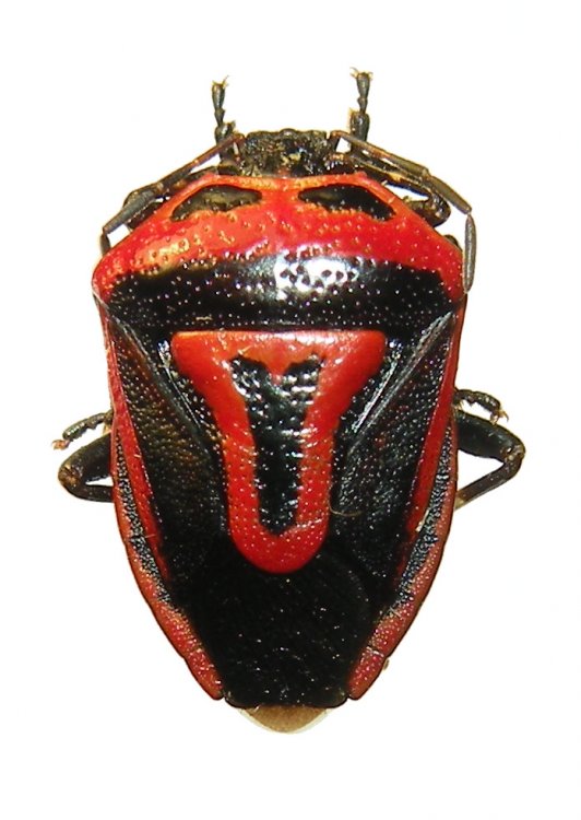 Perillus bioculatus