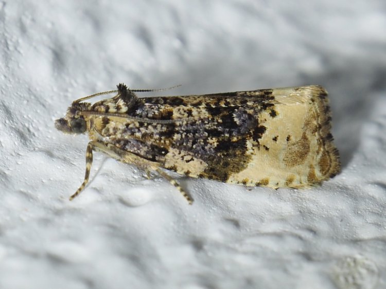 Hedya ochroleucana